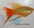 Xiphophorusvariatus0