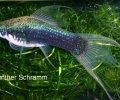 XiphophorushelleriXhalphalyra.JPG