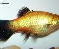 Xiphophorusmaculatusguenther2
