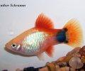 Xiphophorusmaculatusguen2