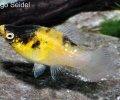  Hummel-Platy Weibchen auf weißer Grundfarbe
