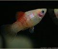 XiphophorusmaculatusPlaty003
