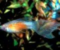 akvariumhaber com xiphophorus helleri swordtail-kilickuyruk-20