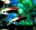 akvariumhaber com xiphophorus helleri swordtail-kilickuyruk-22
