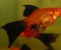 boeser Fisch2 2