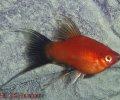 Xiphophorusmaculatuslyra