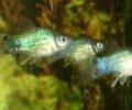 XiphophorusmaculatusBlau0.JPG