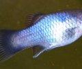 Xiphophorusmaculatus 04