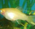 XiphophorusmaculatusgelbKomet3.JPG
