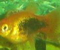 Xiphophorusmaculatusgelbschwarz