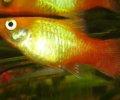 Xiphophorusmaculatussun3.JPG