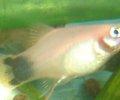 Xiphophorusmaculatusweissmick2.JPG