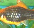 Xiphophorusmaculatustuxedospiegel.JPG
