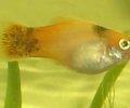 Xiphophorusmaculatusp