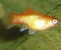 Xiphophorusmaculatusorange