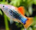 XiphophorusmaculatusASH Rainbow tuxedo