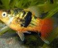 XiphophorusmaculatusASH Gold Calico