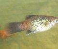 Xiphophorusmaculatuspfefferrot.JPG