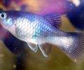 Xiphophorusmaculatus 05