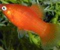 XiphophorusmaculatusASH Platy Red