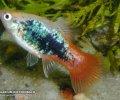 Xiphophorusmaculatus400440