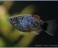 Xiphophorusmaculatus001